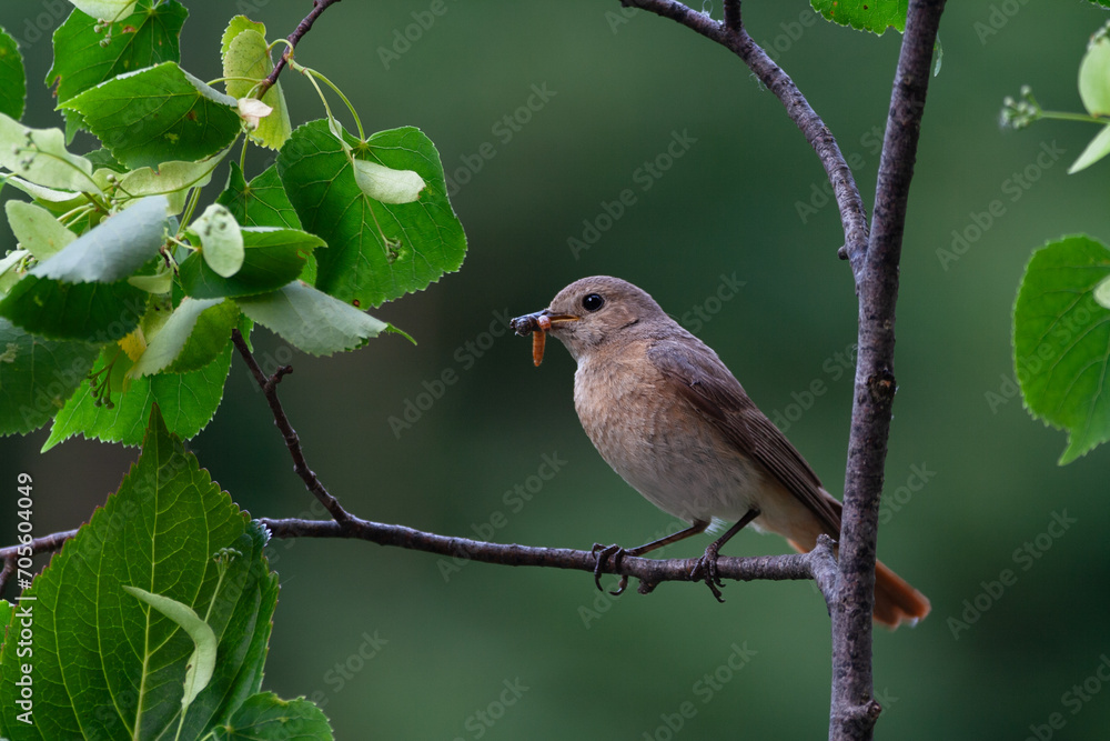 Redstart (Phoenicurus phoenicurus) Codirosso