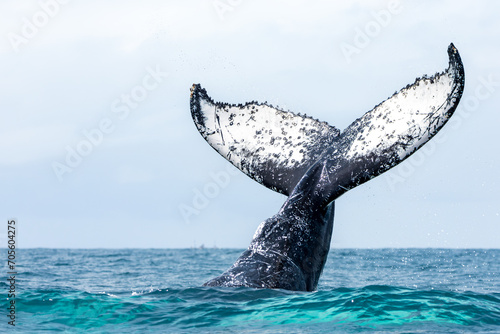 close-up of humpback tail n blue-green water