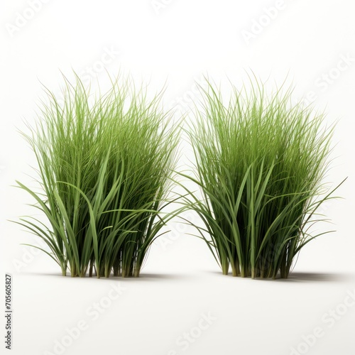 Bunches of grass on a transparent background.  rendering.