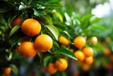 View on a branch with bright orange tangerines on a tree. Hue, .