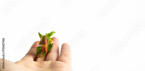 Canvastavla The banner of a young sprout in the hand is isolated on a white background with space for text