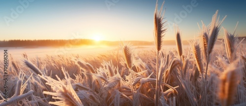Spring frosts damaged winter crops and frozen plants in the meadow at sunrise affecting the sowing of wheat in agricultural fields covered with hoarfrost during the spring campaign photo