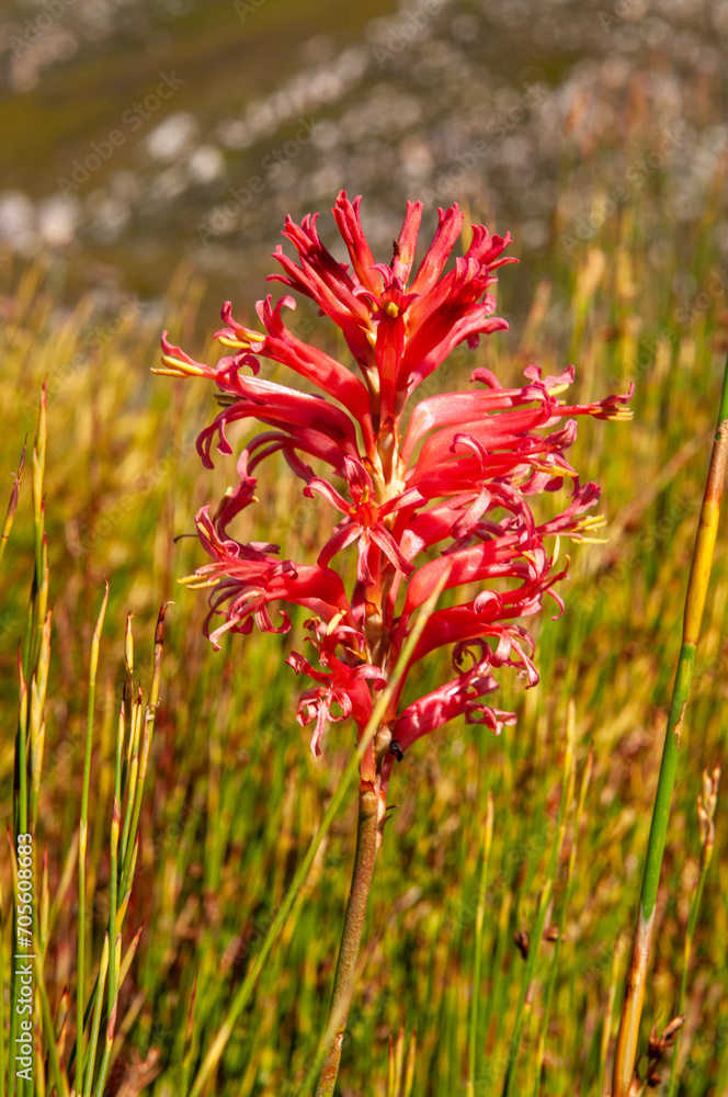 fynbos landscape, proteas, restios and ericas in the natural beauty of the western cape, south africa fynbos landscape, proteas, restios and ericas in the natural beauty of the western cape, south africa