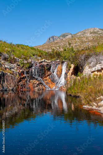 fynbos landscape, proteas, restios and ericas in the natural beauty of the western cape, south africa photo