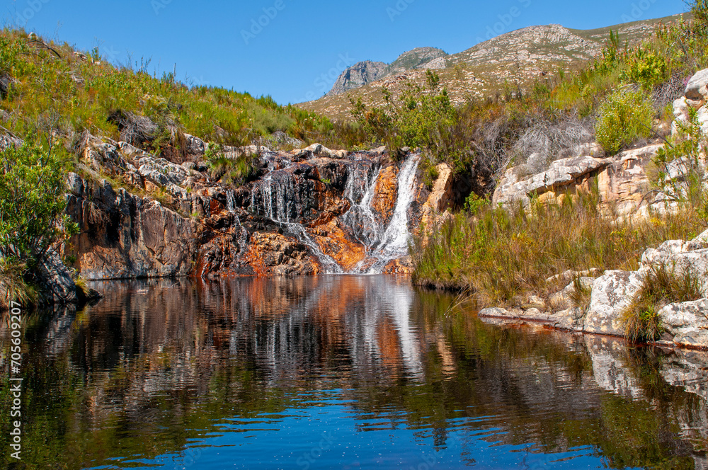 Fototapeta premium doringriver fynbos landscape, proteas, restios and ericas in the natural beauty of the western cape, south africa