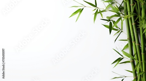 Bamboo on white background  green leaves with space for text