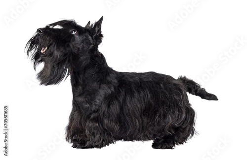 Cute adult solid black Scottish Terrier dog, standing side ways. Ears up, tongue out, and looking side ways showing profile. Isolated cutout on a transparent background.