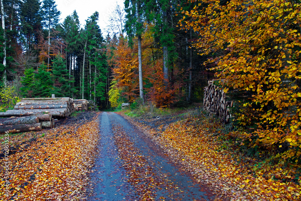 Promasens, Fribourg canton, Switzerland, Europe - autumn forest and cut tree logs ready for processing, symbol of autumn Promasens, Fribourg canton, Switzerland, Europe - autumn forest and cut tree logs ready for processing, symbol of autumn