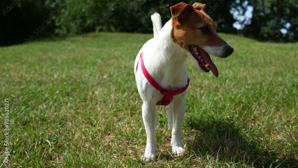 Cute active dog walking at green grass in park at summer day. Jack Russell Terrier portrait outdoors Cute active dog walking at green grass in park at summer day. Jack Russell Terrier portrait outdoors