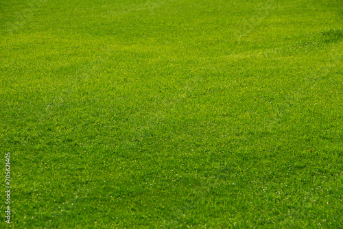 Green grass Nature texture background