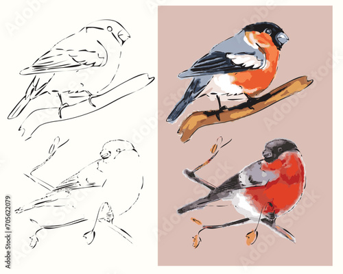 vector coloring two birds bullfinches sitting on a branch