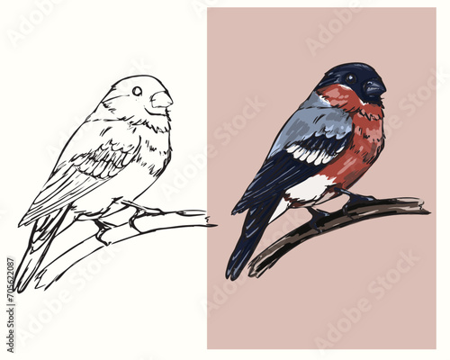 vector coloring bird bullfinch sitting on a branch