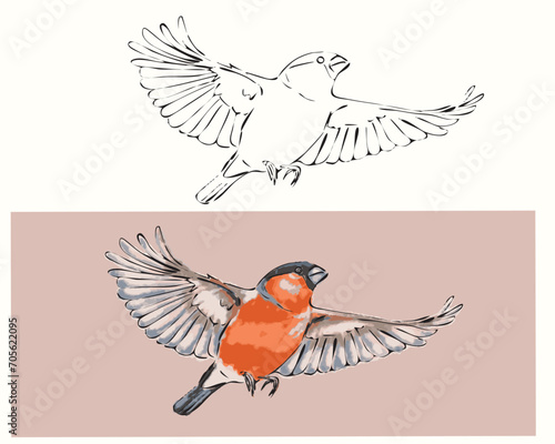 vector coloring bird bullfinch in flight