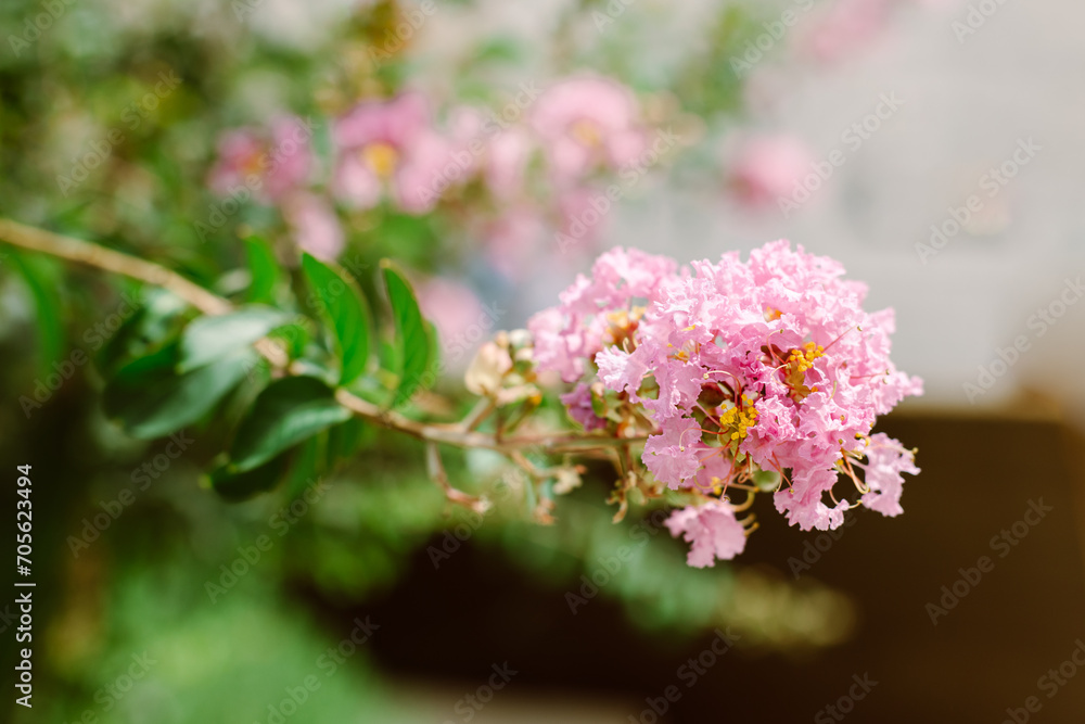 Beautiful pink flowers of Lagerstroemia speciosa (Queen's Flower ) on a summer street.