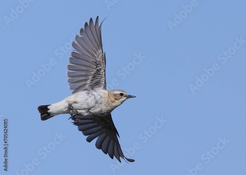 Northern Wheatear Soaring with Wings Spread © Peter