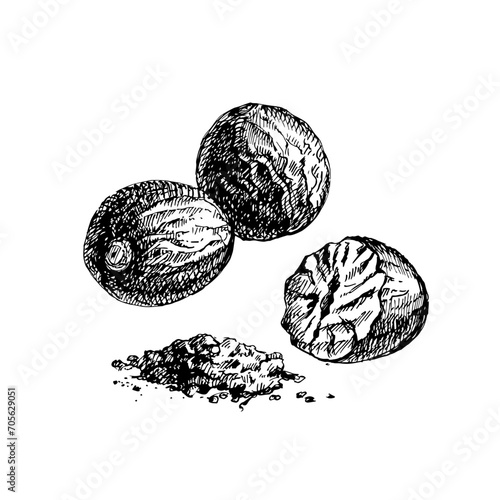 Hand drawn sketch nutmeg nut vector isolated illustration photo
