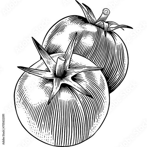 Hand drawn Tomatoes Sketch Illustration