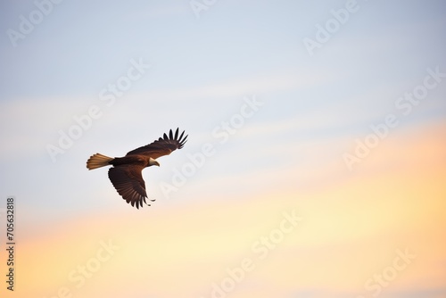 Wallpaper Mural lone golden eagle silhouetted against the sunset sky Torontodigital.ca