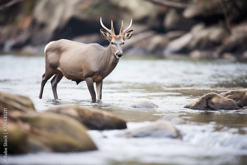 waterbuck navigating rocky riverbank terrain waterbuck navigating rocky riverbank terrain