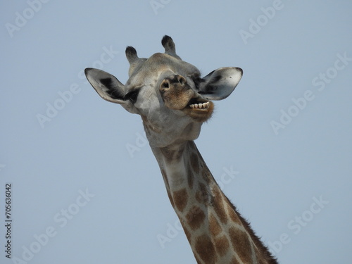 Photography Giraffe funnyface
