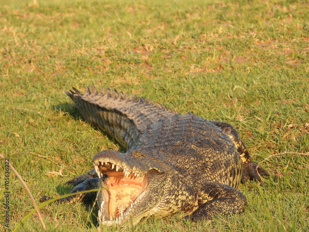 Obraz premium Crocodile sunning