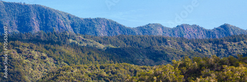 Forest in the hilltop of Reunion Island