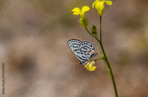 Balkan Tiger butterfly (Tarucus balkanicus) on the plant photo