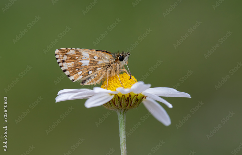 Aegean Hopper butterfly (Pyrgus melotis) on the plant. Aegean Hopper butterfly (Pyrgus melotis) on the plant.