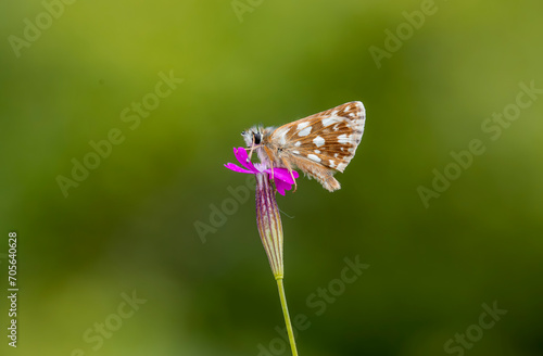 Red Jumper butterfly (Spialia orbifer) on the plant photo