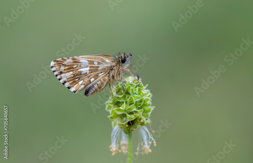 Aegean Hopper butterfly (Pyrgus melotis) on the plant.​ photo