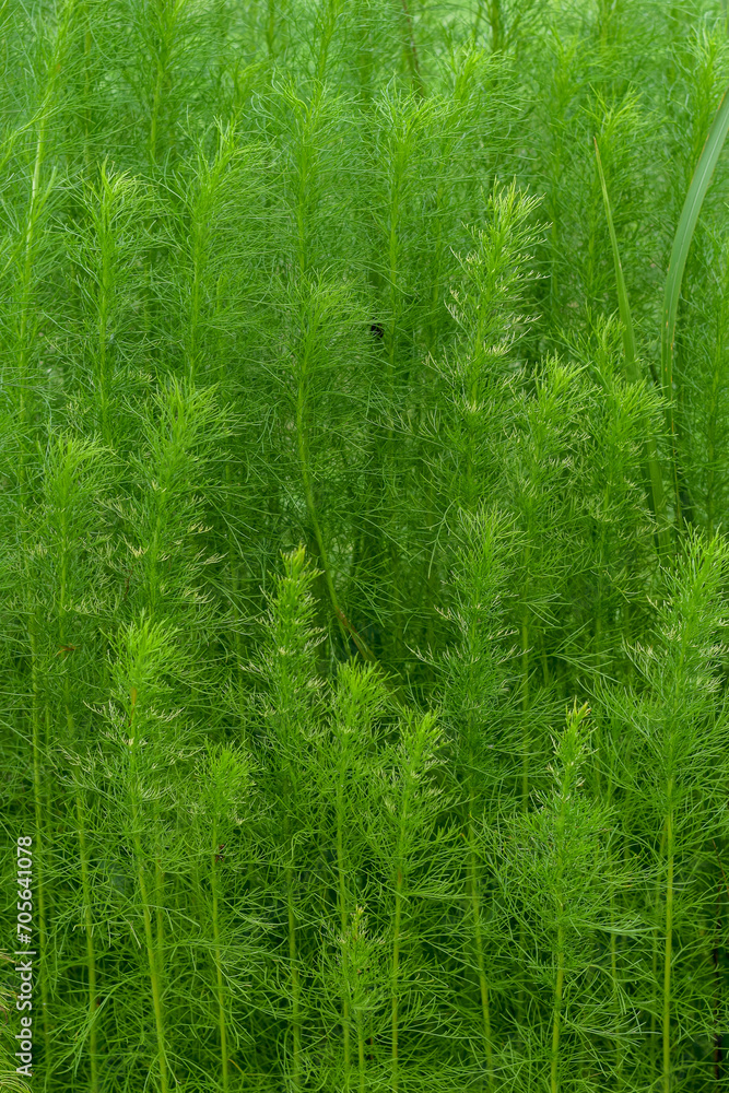 Green fence background from plants Green fence background from plants