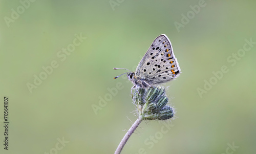 Sooty Copper butterfly (Lycaena tityrus) on the plant