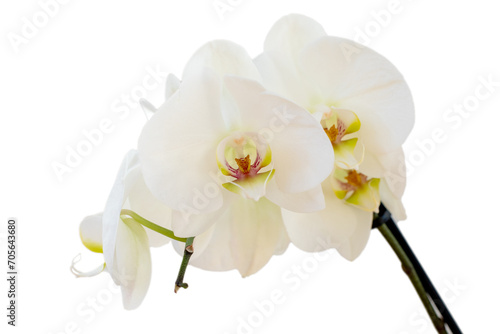 Fototapeta Naklejka Na Ścianę i Meble -  white Orchid isolated on white background