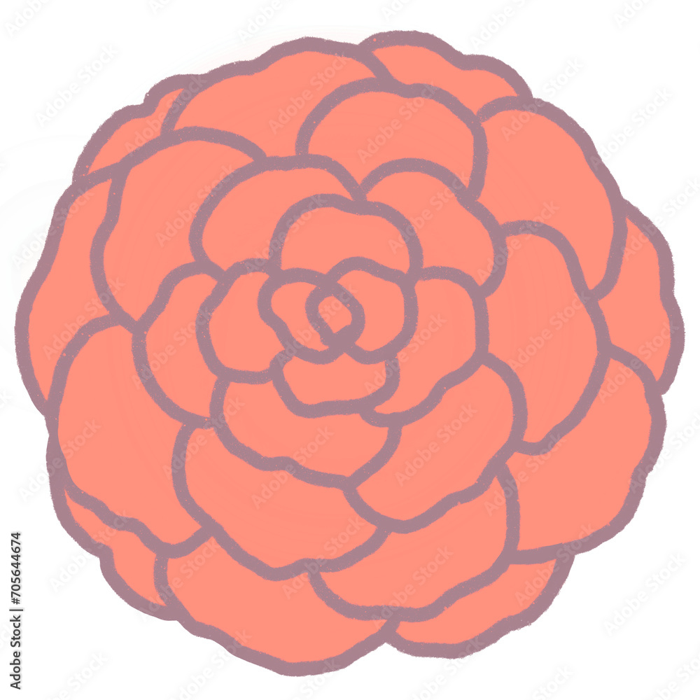 Rose flower. Rose flower.