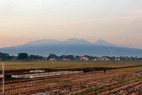 Agricultural field with a mountain in the background