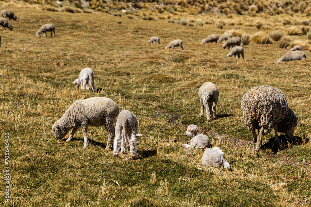 Fototapeta premium Herd of sheep grazing in the mountains