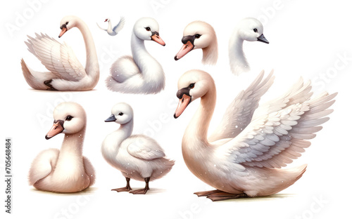 set of watercolor cute Swan isolated on transparent background