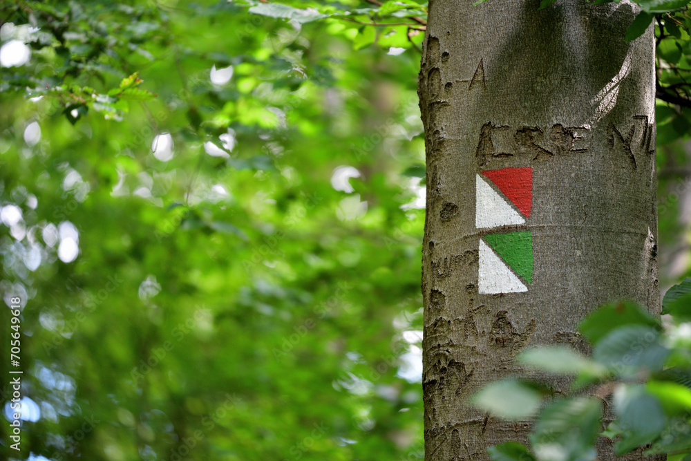 Colorful tourist signs painted with paint on the trees in the forest