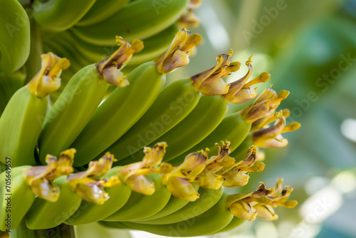 fresh natural bananas food background closeup