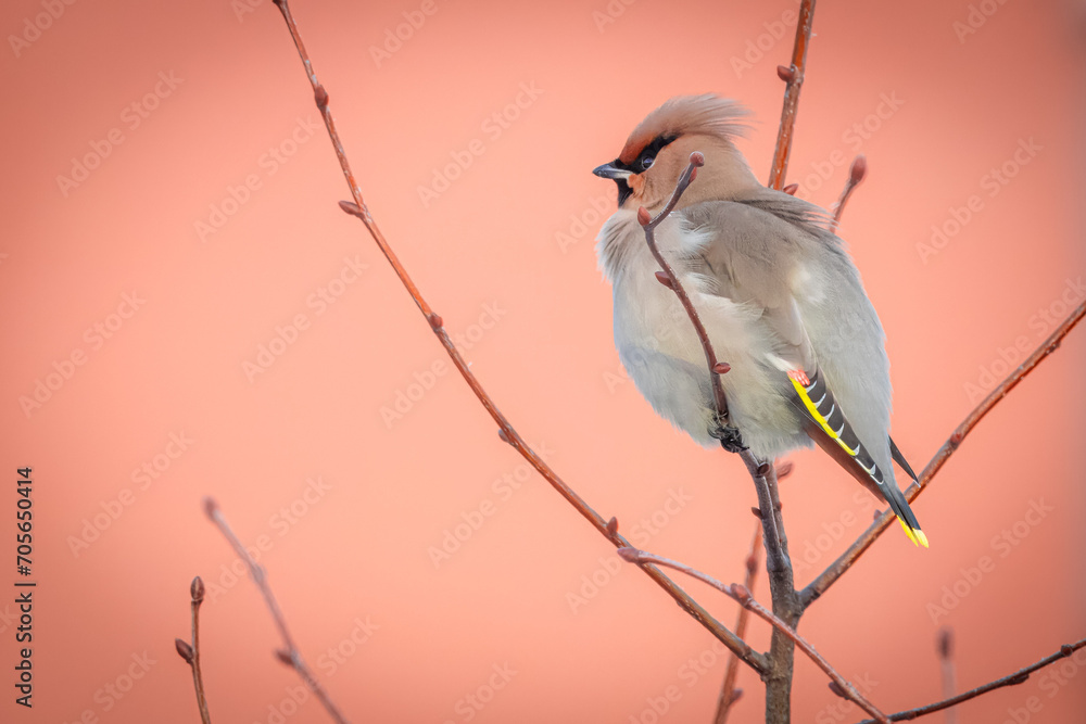 A waxwing sits on a thin branch without leaves with terracotta background and copyspace.