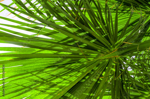 fresh palm tree branches bottom view © Sofiia