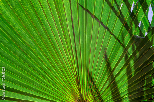 fresh palm tree branches bottom view