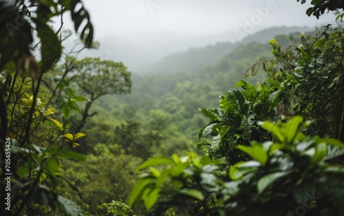 Lush green rainforest with dense ferns and mist, embodying the tranquility of untouched nature.