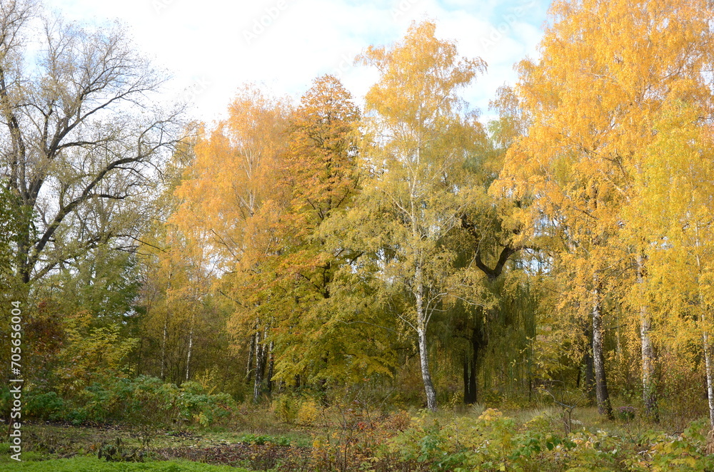 Naklejka premium autumn in the park