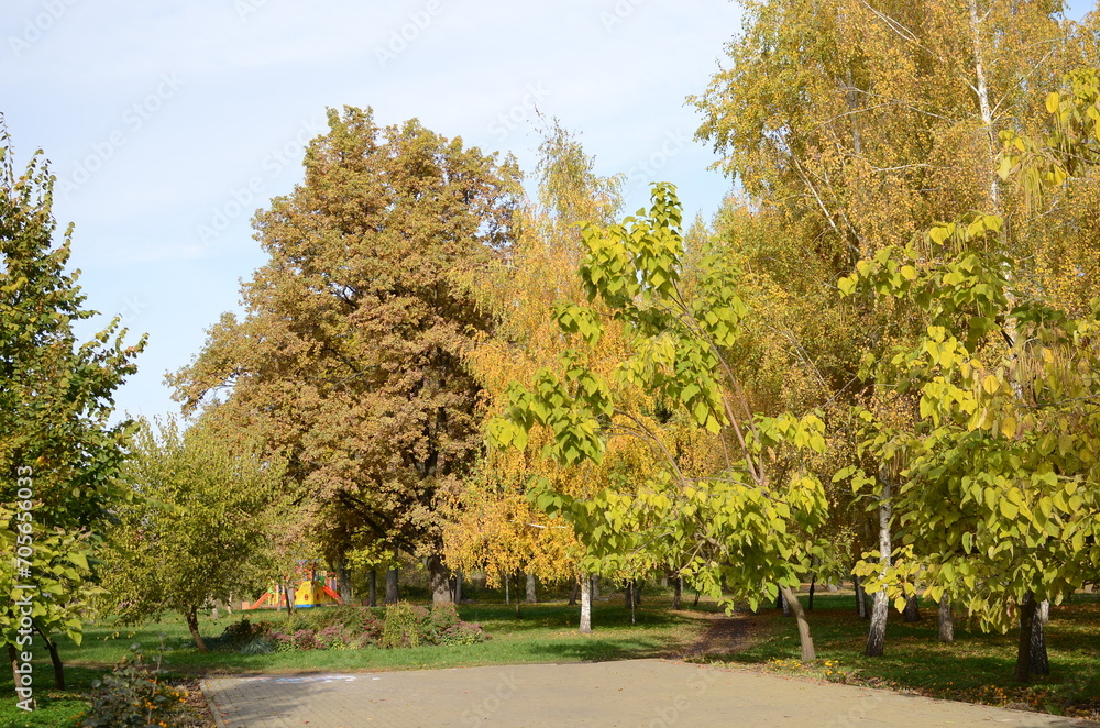 Naklejka premium trees in the park