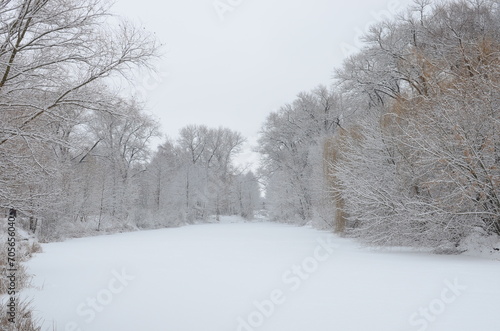 winter pond in the park.