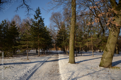 winter in the park