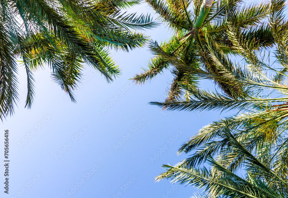 Naklejka premium high palm trees pattern on white background