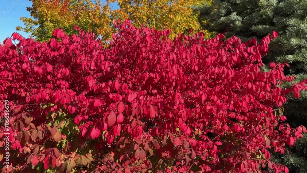 Winged euonymus bush with autumn bright red leaves in park Winged euonymus bush with autumn bright red leaves in park