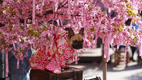 Kawazu Cherry Blossoms and Bulldog wearing a kimono at Sakura Jingu Shrine photo